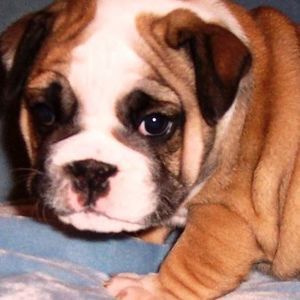 Meet your Posher, Diane